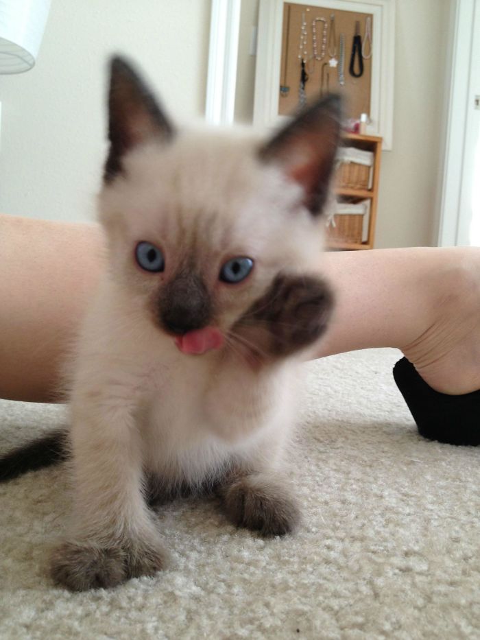 Say Hi To Our New Kitten Maximillion! He's A Polydactyl Siamese