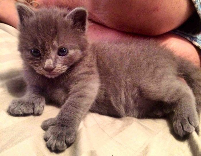 Meet Dexter, My New Polydactyl Kitten 