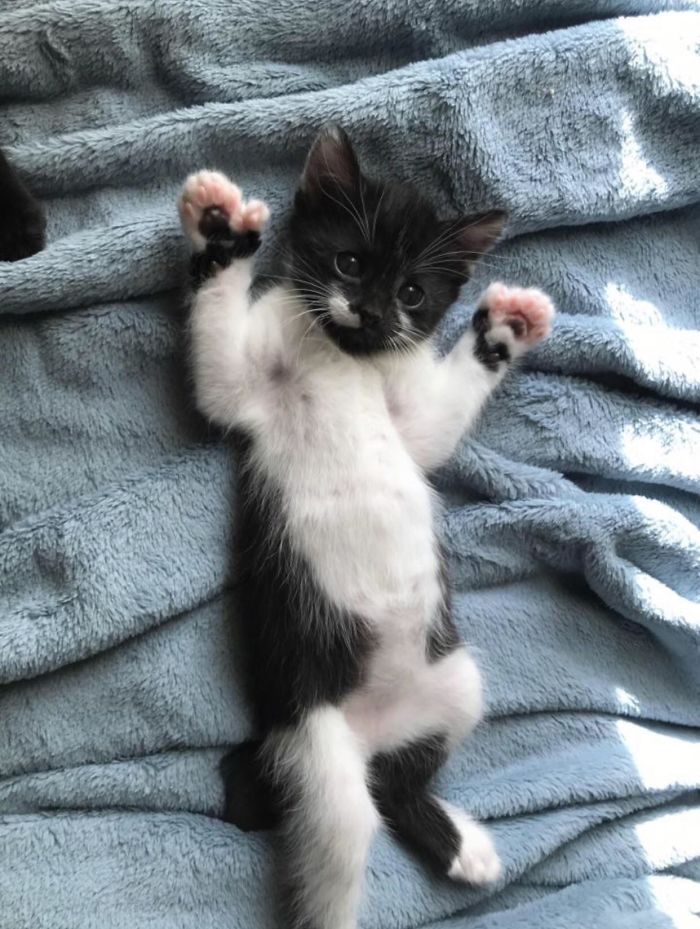 My Kitten Showing Off Her Polydactyl Toe Beans