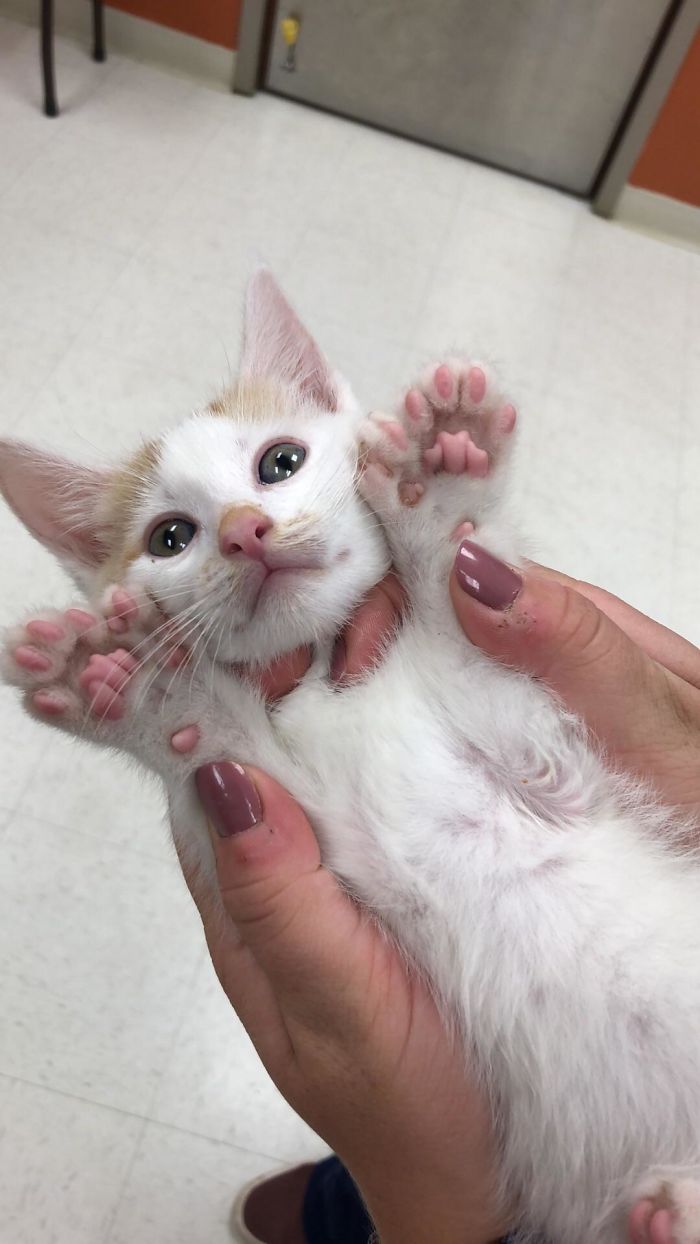 Polydactyl Kitten In Clinic Today