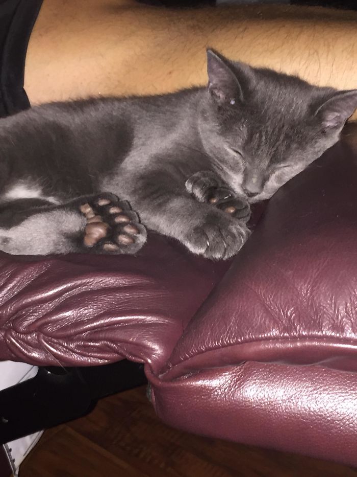 This Is My Polydactyl Kitten, And He Has 6 Toes On All Four Paws