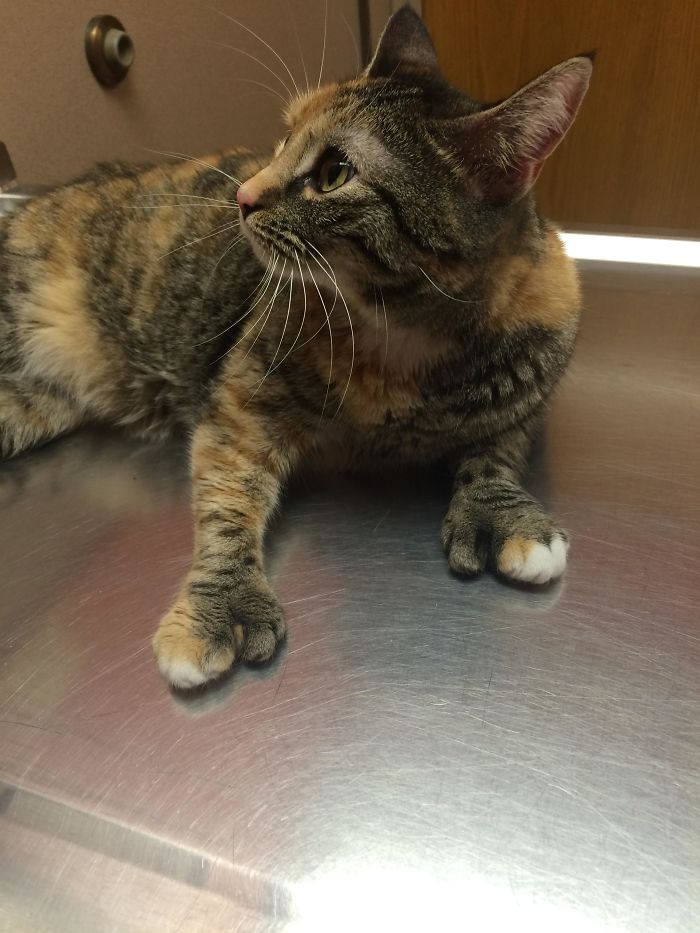 My Polydactyl Penelope At The Vet