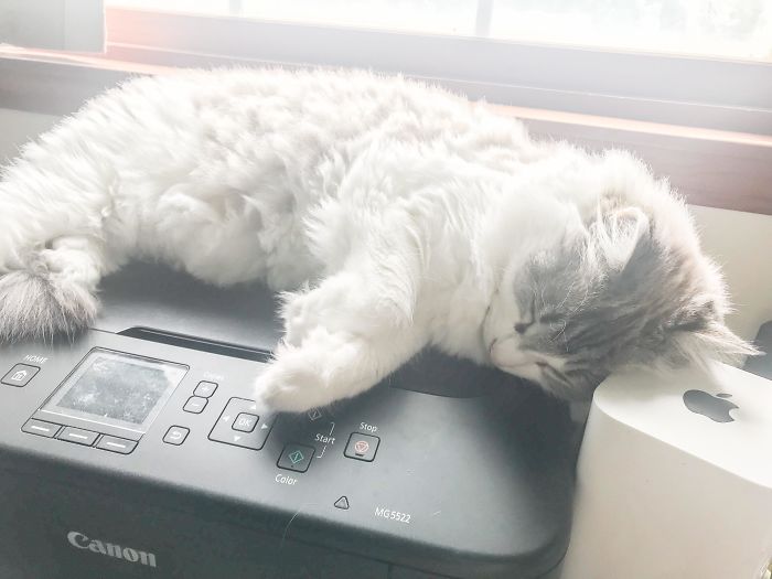 My Cats Have 5 Cat Beds To Sleep On And He Chooses The Printer
