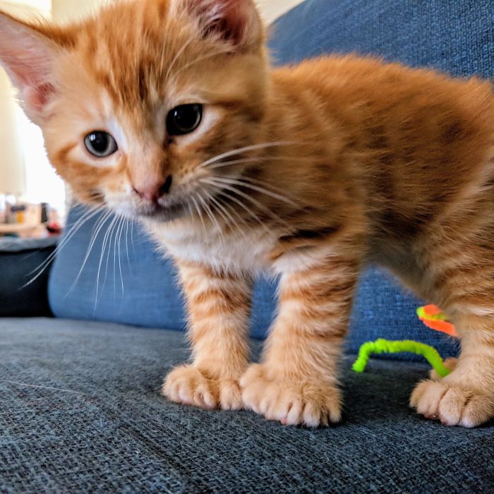 Our Little Ginger Polydactyl Kitten