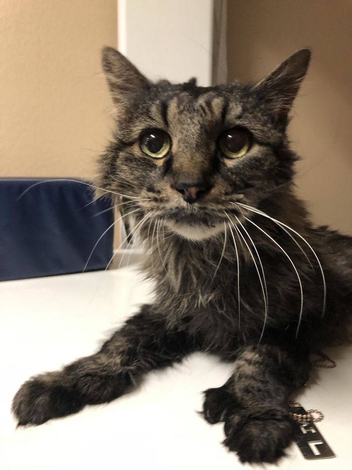 Today I Met This 17 Year Old Meow Pal Named Musty. He Had Extra Toes And An Old Man Meow And Honestly I Would Do Anything For Him