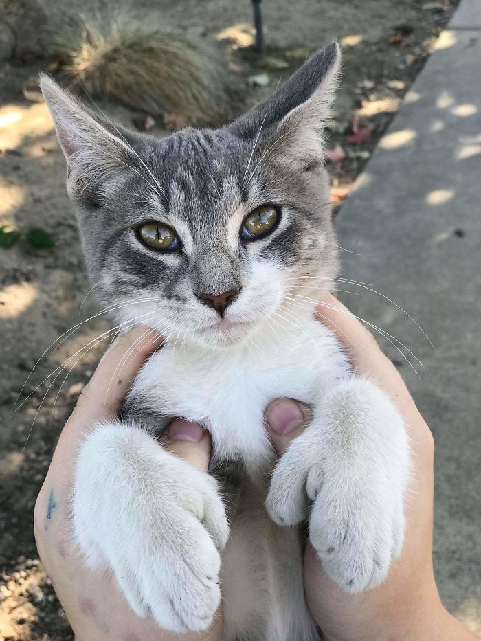 My Sister Found This Adorable Guy With Extra Toes