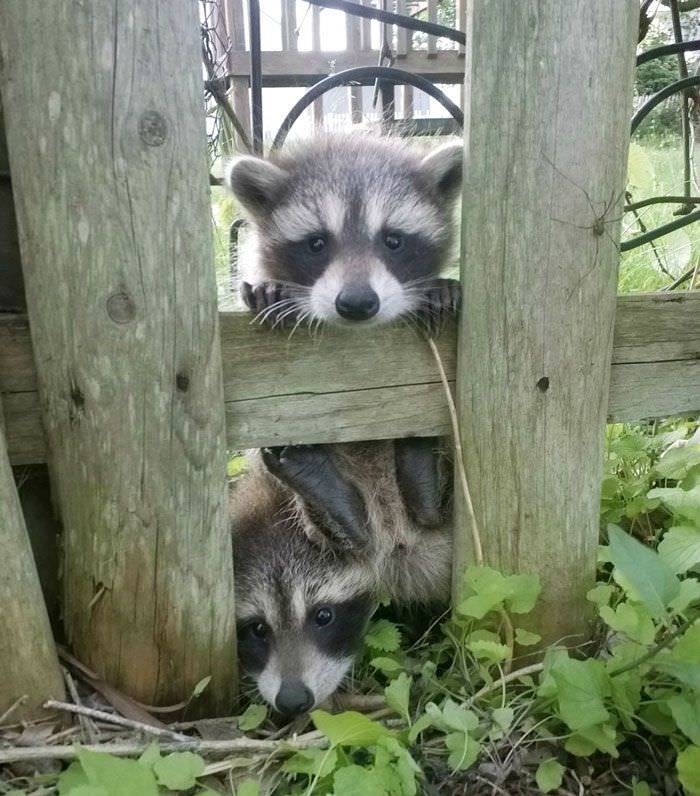 If You're Having A Bad Day Just Go Outside, Maybe You'll Stumble Upon Some Adorable Trash Pandas