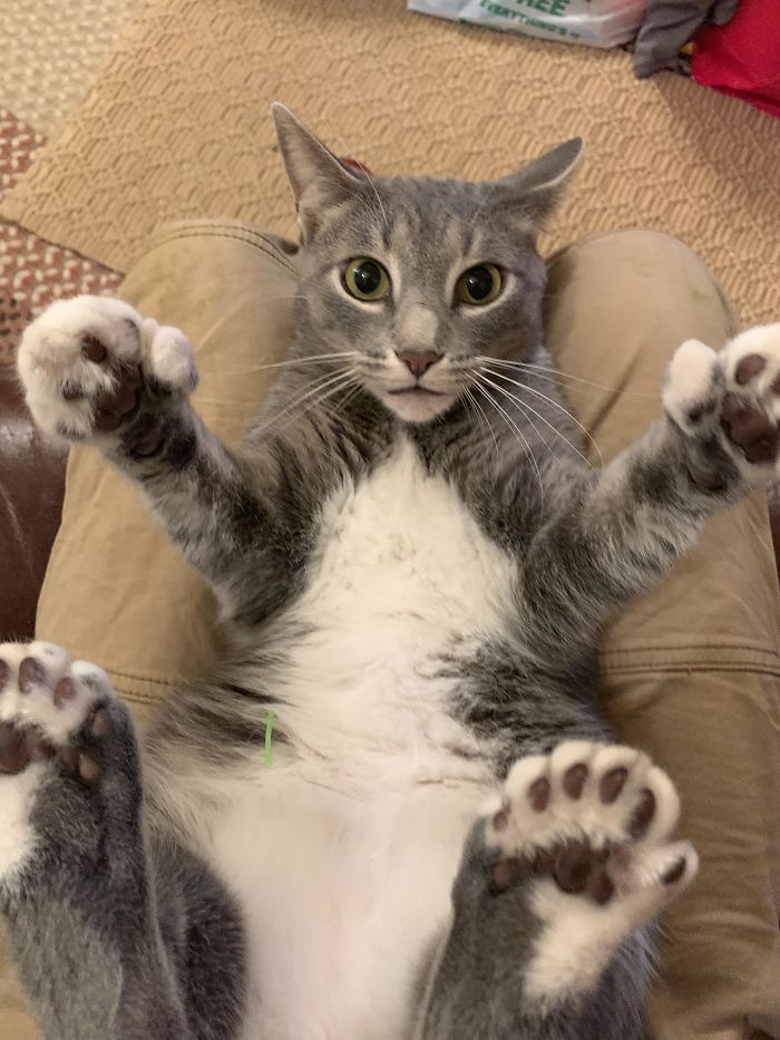 Meet Meow Mao, A Kitty With An Extra Toe On Each Foot