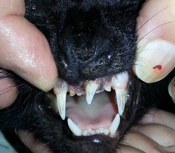 At Work Today We Literally Had A Mutant Cat Come Through... Extra Canine Tooth, Strongly Rooted