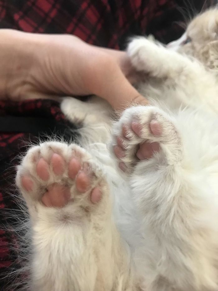 Littlefoot Has Some Extra Toes