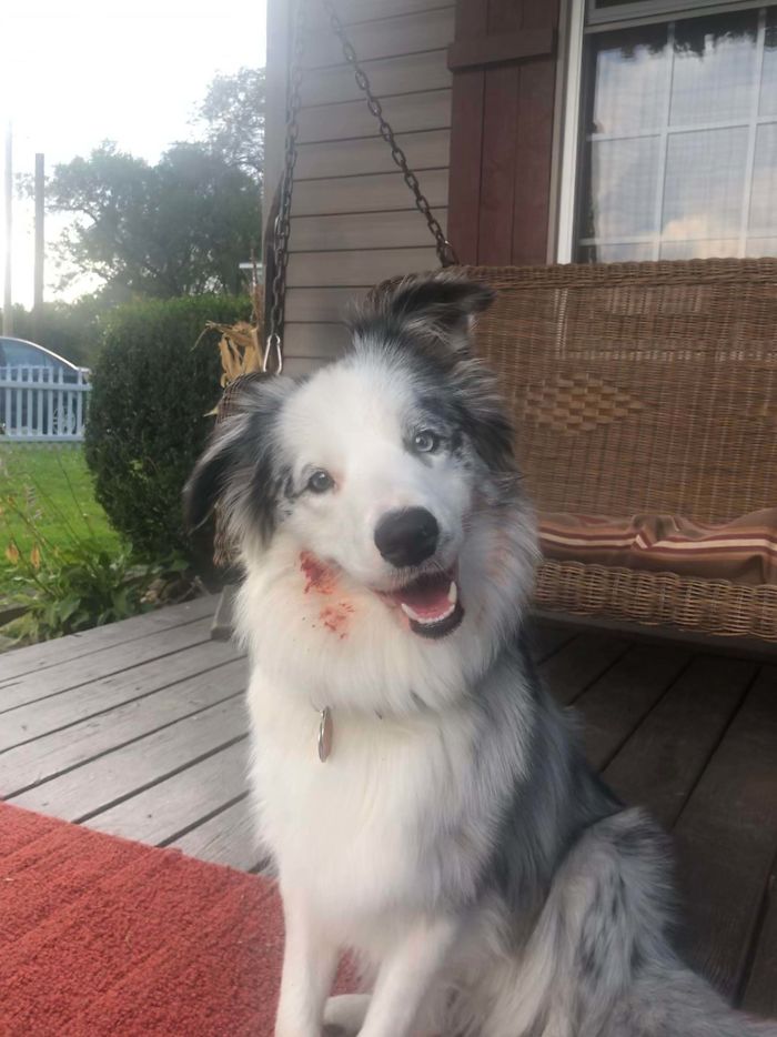 My Dog Almost Gave Me A Heart Attack Today, I Thought She Attacked Our Other Dog Outside And Had Blood All Over Her Face. Then I Saw A Seed And Realized She Got Into The Tomatoes.