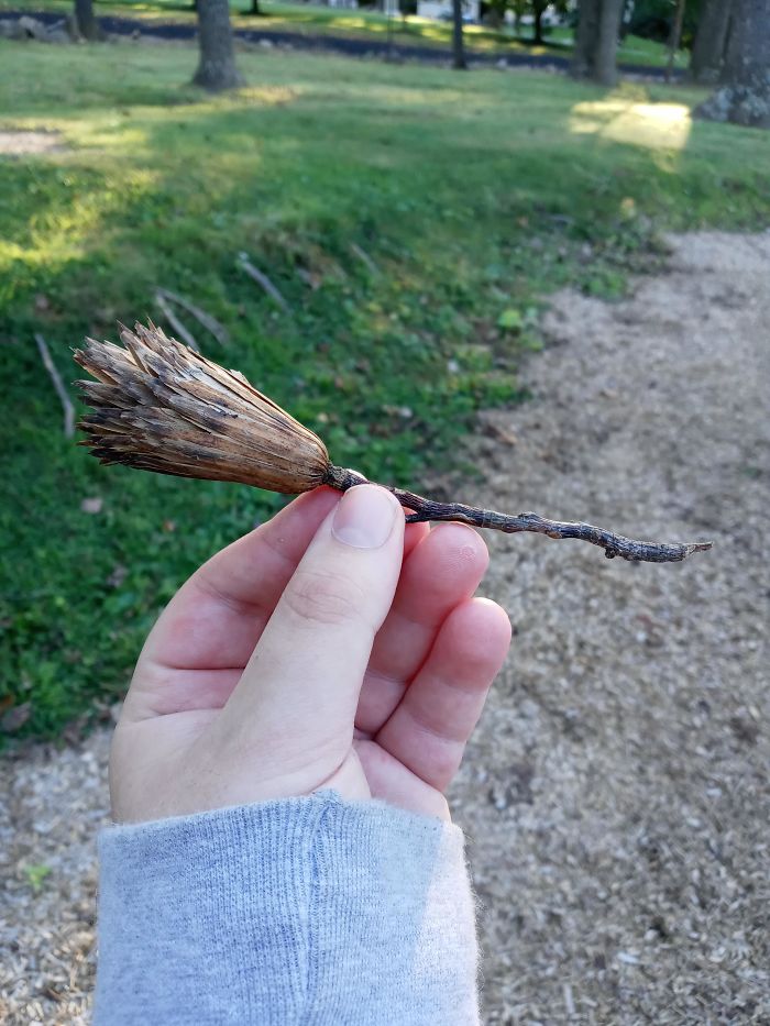 This Dead Plant Looks Like A Broomstick