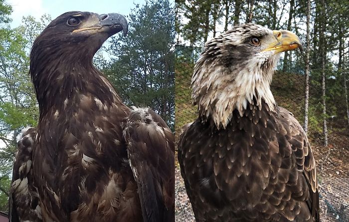 It Takes Bald Eagles About Five Years To Obtain Their White Head! These Pictures Are Of The Same Bird Taken Years Apart, Illustrating The Difference Between Juvenile And Subadult Plumage
