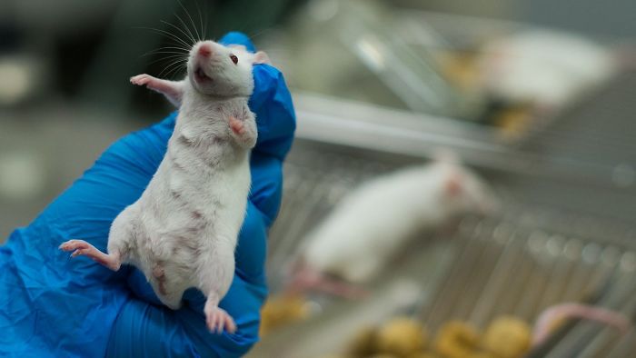 Rats Giggle When You Tickle Them. Their Voices Are So High-Pitched You Need Special Equipment To Hear Them, But When You Do, Their Laughs Are Immediately Evident