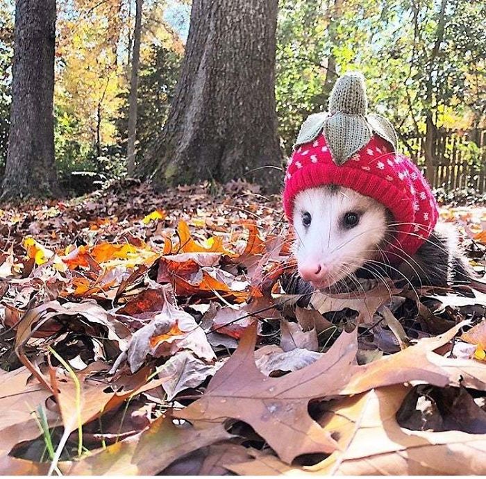 The Opossum Is North America's Only Marsupial, They Can Eat 5000 Ticks A Year And Are Almost Immune To Rabies! Their Body Temperature Is Too Low For The Virus To Survive!