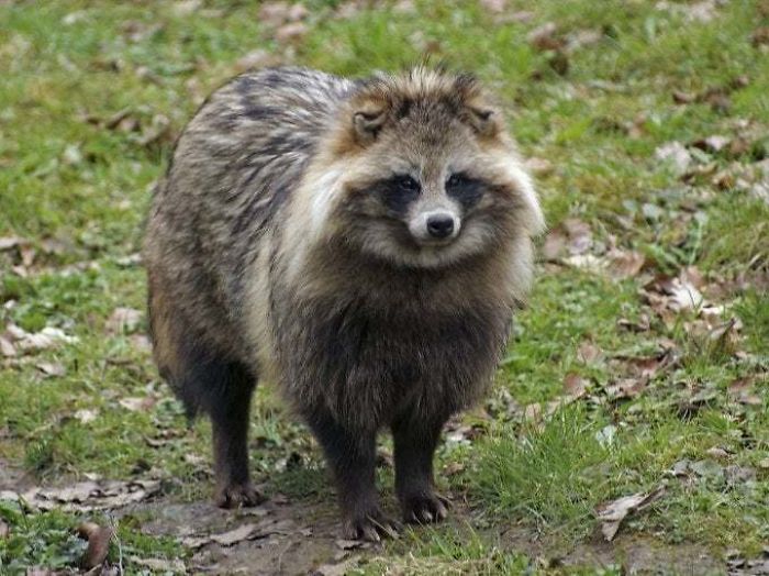 This Is The Raccoon Dog, The Only Extant Species In The Genus Nyctereutes. It's A Close Relative Of True Foxes And The Only Canid Known To Hibernate During The Winter