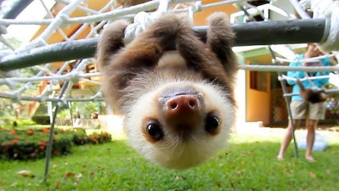 A Sloth's Claws Work The Opposite Way That Human Hand Does. The Default Position Is A Tight Strong Grip, And Sloths Must Exert Effort To Open Them Up. This Is Why Sloths Don't Fall Out Of Trees When They're Asleep