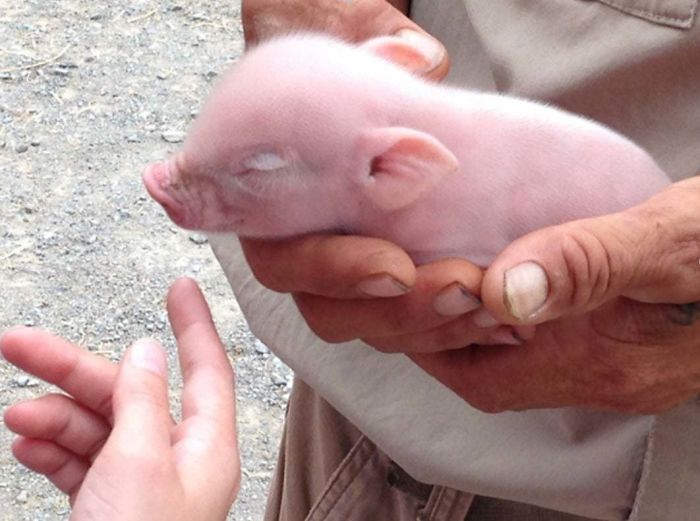 Los cerdos tienen memoria episódica: pueden recrear y sentir experiencias pasadas en su cabeza