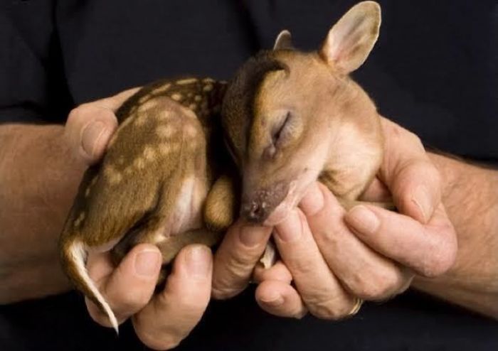 A Newborn Chinese Water Deer Is So Small It Can Almost Be Held In The Palm Of The Hand. When It Matures, Instead Of Growing Antlers, They Grow Long Upper Canine Teeth Gaining Them The Name "Vampire Deer"