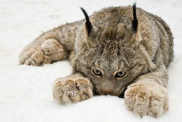 Lynx Have Evolved Enormous Paws To Distribute Weight Better In Snow, Acting Like Natural Snowshoes