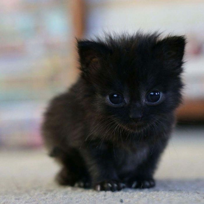 Se dice que los gatos negros traen mala suerte en la mayoría de culturas occidentales. Para los escoceses, significan prosperidad