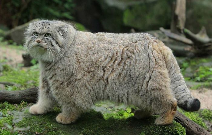 The Manul (Or Pallas' Cat) Of Central Asia Has The Longest And Densest Fur Of All The Cat Species