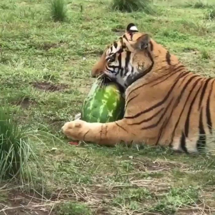Los tigres son carnivoros, pero comen fruta para facilitar su digestion