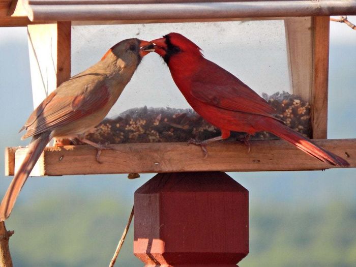 The Northern Cardinal Is Probably The Most 'Romantic' Bird Species: They Mate For Life, Travel Together, Sing Before Nesting, And During Courtship, Feed Seed Beak-To-Beak