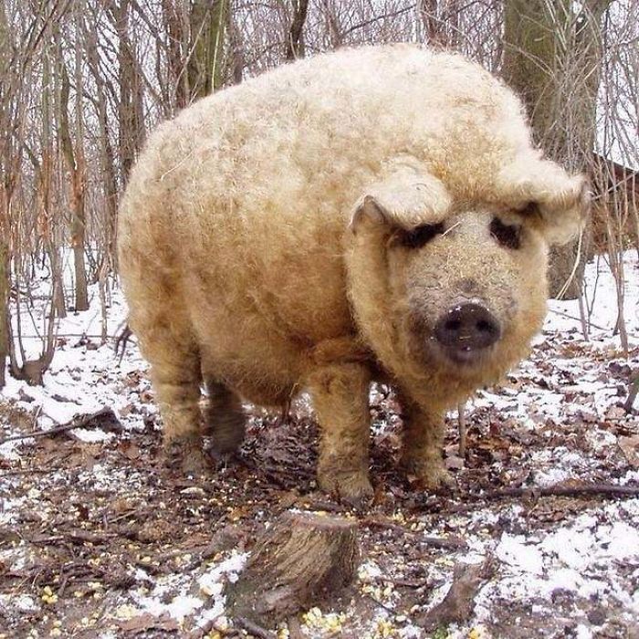 El cerdo mangalica es el único cubierto de lana, parecida a la de las ovejas