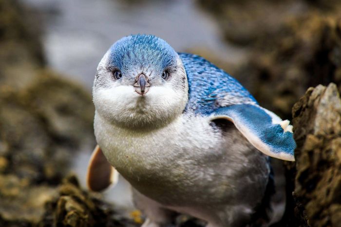 Blue Penguins Are The Smallest Type Of Penguin. Adults Reach Only 12-13in Tall. Owing To Their Small Size And Bright Color They Are Often Called Fairy Penguins