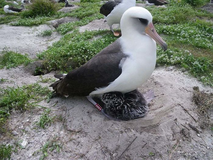 The World's Oldest Known Wild Bird, Wisdom The Laysan Albatross, Has Laid An Egg At 67! Wisdom Has Outlived Several Mates And Has Raised 30 To 35 Chicks