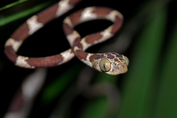Los ojos de la serpiente bejuquillo ocupan un 26% de su cabeza