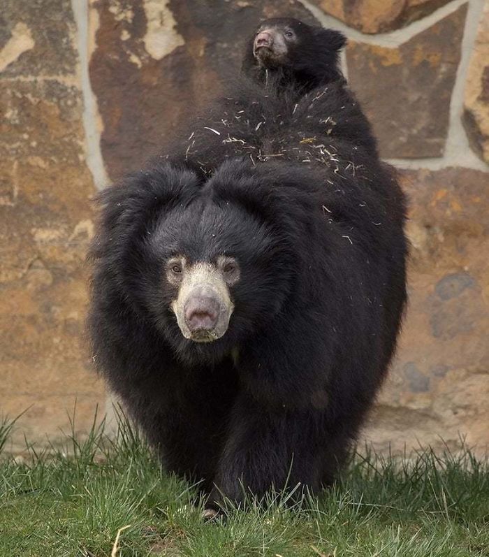 Native To India, Sloth Bears Are The Only Ursids Known To Carry Their Young For Extended Periods. Cubs Will Ride On Their Mother’s Backs For Six To Seven Months After Leaving The Den