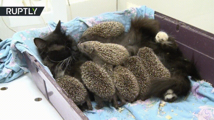 Cats Can Nurse Hedgehogs