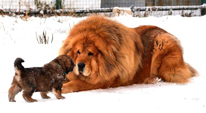 The Tibetan Mastiff Originally Used As Guard Dogs For Livestock And Property, They Can Still Be Found Performing That Role, But They Also Enjoy Life As Family Companions And Show Dogs. One Red Mastiff Named “Big Splash” Reportedly Sold For $1.5 Million In 2011, In The Most Expensive Dog Sale Then