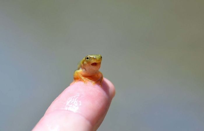 When Tadpoles Metamorphose Into Frogs, They Cease Breathing With Gills And Start Breathing With Lungs. (Pictured Of A Young Frog Gasping For Air, As It Learns To Use Its Lungs.)