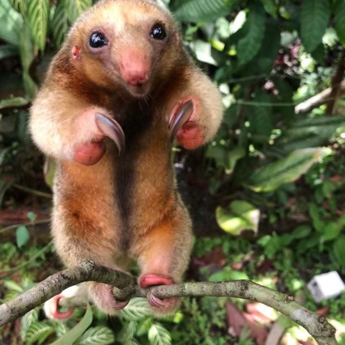When Threatened, The Silky Anteater, Like Other Anteaters, Defends Itself By Standing On Its Hind Legs And Holding Its Fore Feet Close To Its Face So It Can Strike Any Animal That Tries To Get Close With Its Sharp Claws. | Photo By Brian Wilcox
