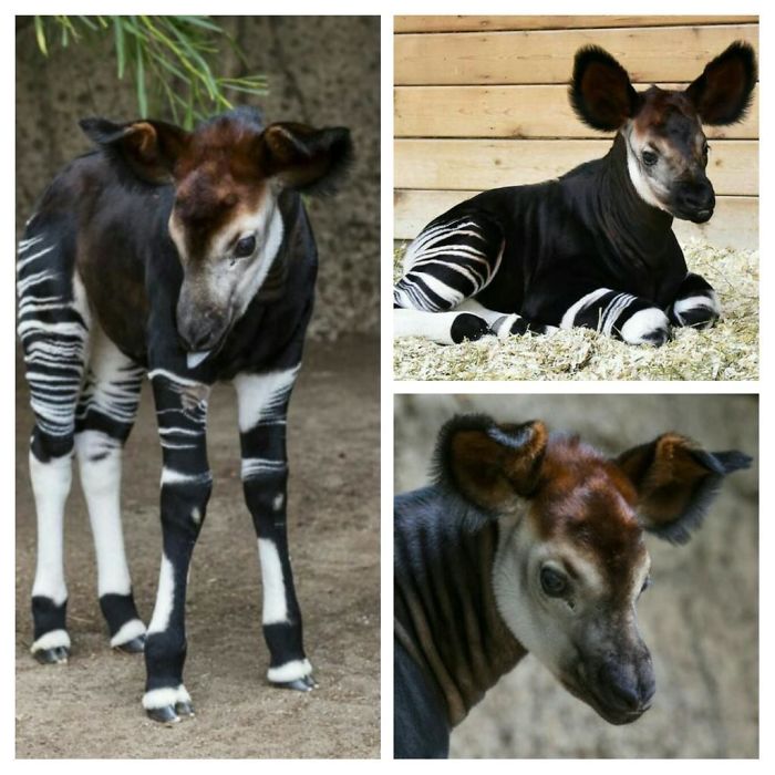 The Okapi's Closest Realative Is The Giraffe. Okapis Were Descovered In 1901. Unfortunately, They Are Now Endangered