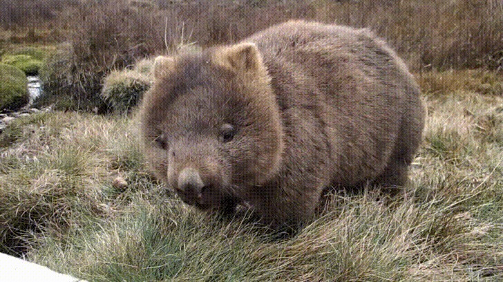Wombats Are Herbivores; Their Diets Consist Mostly Of Grasses, Sedges, Herbs, Bark, And Roots. Their Incisor Teeth Somewhat Resemble Those Of Rodents (Rats, Mice, Etc.), Being Adapted For Gnawing Tough Vegetation