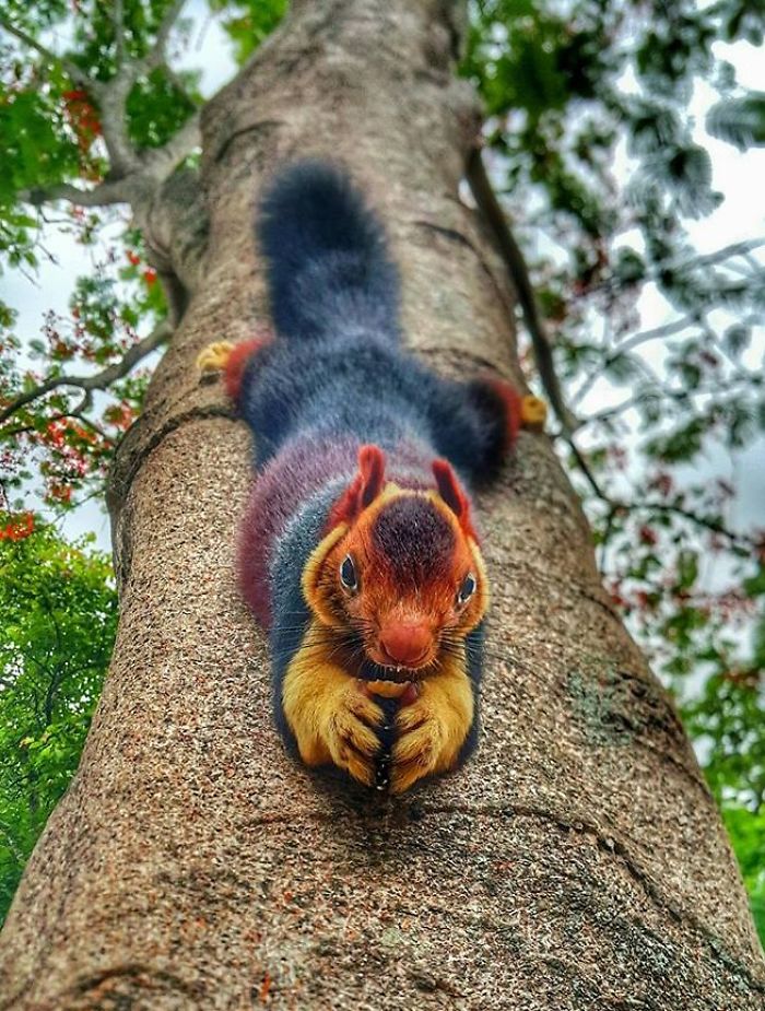 When In Danger, The Malabar Giant Squirrel Often Freezes Or Flattens Itself Against The Tree Trunk, Instead Of Fleeing