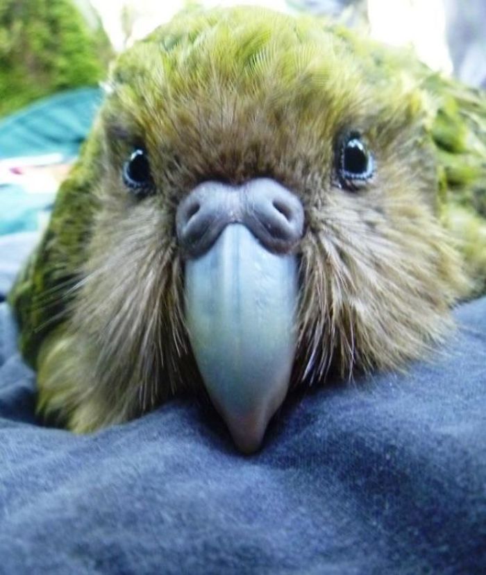 Kakapos Are Making A Sweet Little Comeback In New Zealand. A Few New Chicks Have Finally Arrived In The Country, Due To A Slight But Very Significant Baby Boom. The Chicks Are The First To Be Born In Three Years