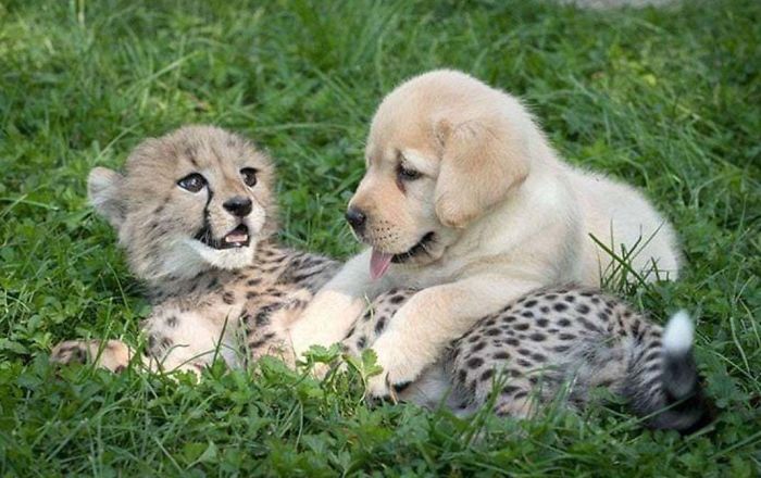 Los guepardos son tan tímidos que los zoos les proporcionan perros de apoyo emocional
