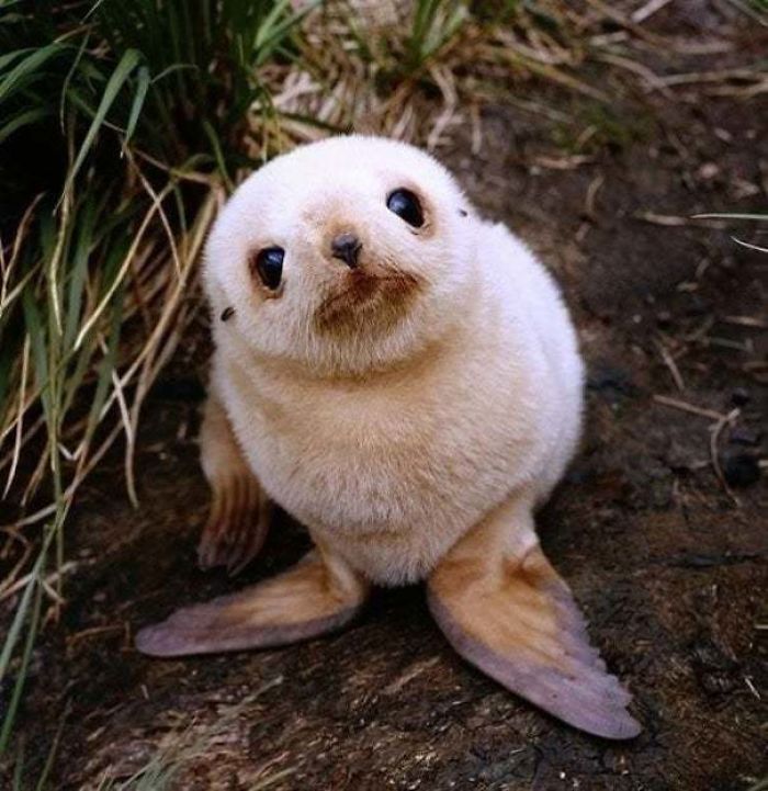 The Milk Of Pinnipeds Consist Of Up To 60% Fat, Allowing The Young To Grow Fairly Quickly. Pups Can Gain Over 2.2 Kg (4.9 Lb) Per Day While Nursing