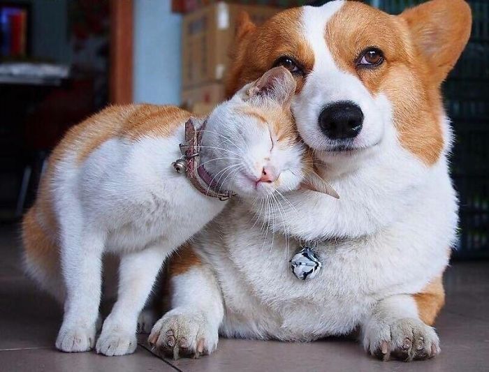 These Best Friends. Even The Look In His Eyes Is Adorable
