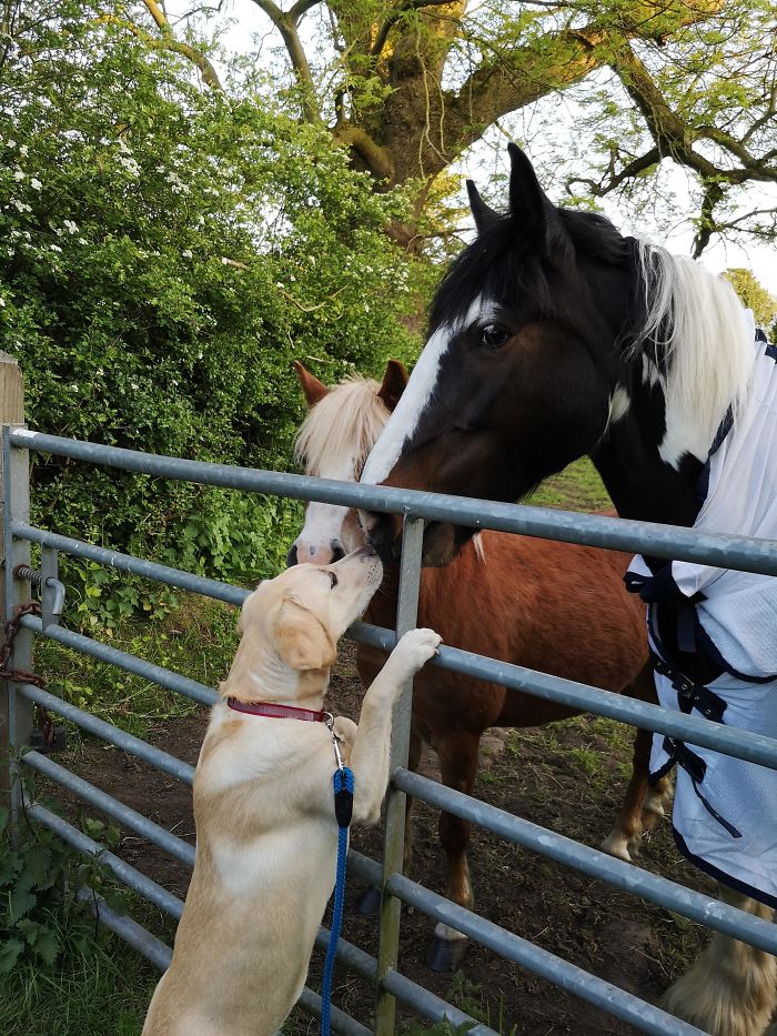 These Horses Always Come For A Kiss Whenever We Walk Past
