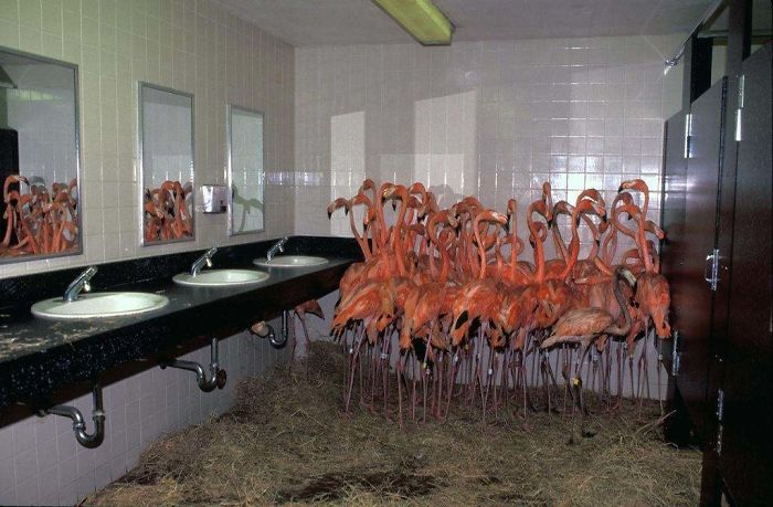 El color rosa de los flamencos se debe a las gambas que comen. En 1992, el zoo de Miami tuvo que meter a los flamencos en sus cuartos de baño para protegerlos durante el huracán Andrew