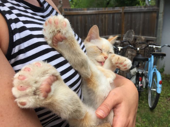 Found A Kitty With Extra Beans At The Lake. Meet Pawla Abdul
