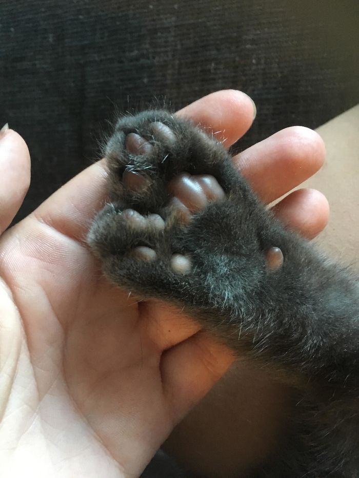 Adopted This Little Polydactyl A Few Weeks Ago, Wanted To Share His Lovely Extra Beans With The Internet