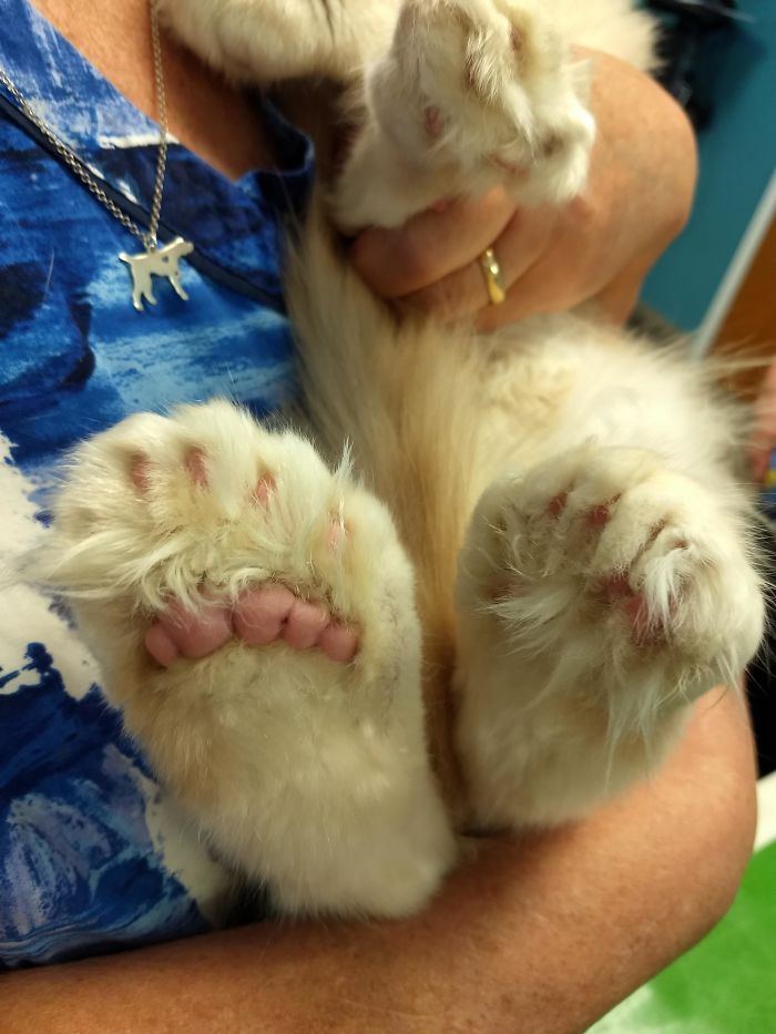 So Many Beanzzzz. This Is A 4,5 Month Old Polydactyl Mane Coon, He's Gonna Be So Big