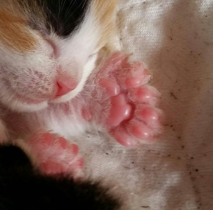 Polydactyl Toe Beans On A Newborn Kitten